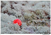 Fly Agaric 1